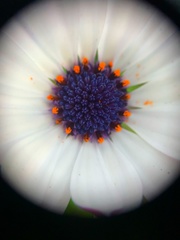 Dimorphotheca pluvialis