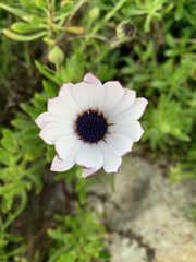 Dimorphotheca pluvialis