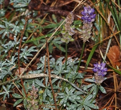 Lupinus lepidus