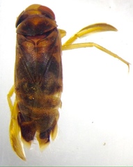 Agraptocorixa