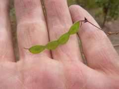 Desmodium laevigatum