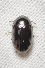 Platydema excavata