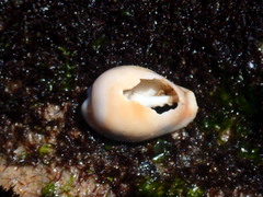 Erronea subviridis