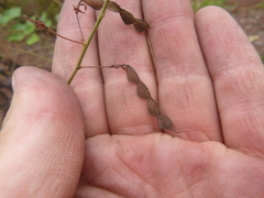Desmodium laevigatum