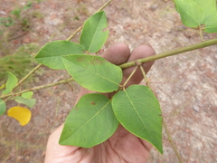Desmodium laevigatum