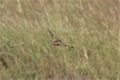 Turnix pyrrhothorax