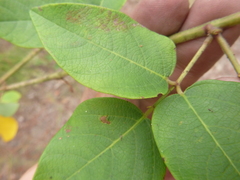 Desmodium laevigatum