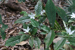 Atractocarpus hirtus