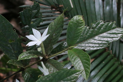 Atractocarpus hirtus