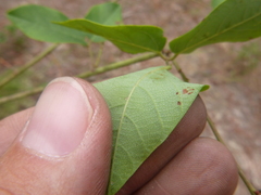 Desmodium laevigatum
