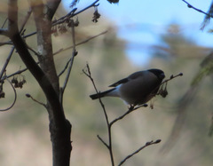 Pyrrhula pyrrhula griseiventris