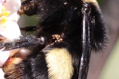 Parasitiformes