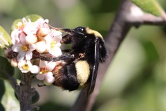 Parasitiformes