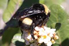 Parasitiformes