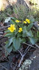 Viola purpurea quercetorum
