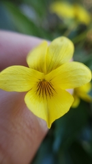 Viola purpurea quercetorum