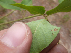 Desmodium laevigatum