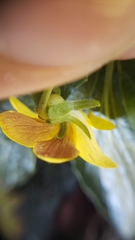 Viola purpurea quercetorum
