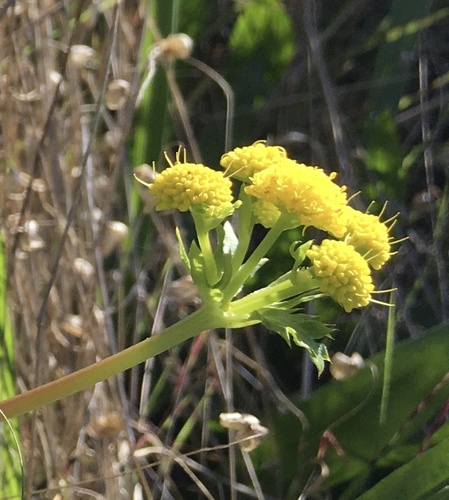 Pacific Black-snakeroot