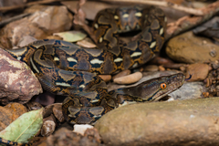 Reticulated Python photo 5
