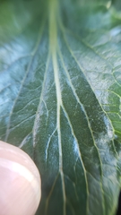 Viola purpurea quercetorum