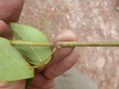 Desmodium laevigatum
