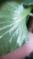 Viola purpurea quercetorum