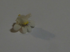 Nemesia lucida