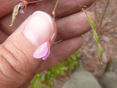 Desmodium laevigatum