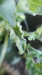 Viola purpurea quercetorum