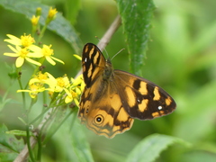 Heteronympha solandri