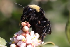 Parasitiformes