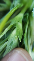 Viola purpurea quercetorum