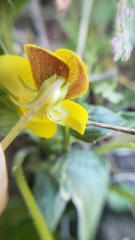 Viola purpurea quercetorum