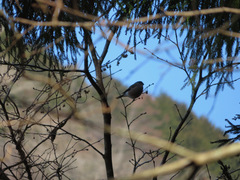 Pyrrhula pyrrhula griseiventris