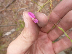 Desmodium laevigatum