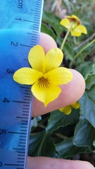 Viola purpurea quercetorum