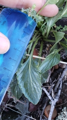 Viola purpurea quercetorum