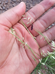 Bouteloua diversispicula