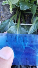 Viola purpurea quercetorum