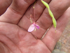 Desmodium laevigatum