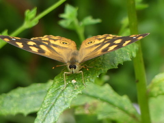 Heteronympha solandri