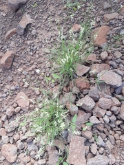 Bouteloua diversispicula