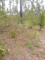 Desmodium laevigatum