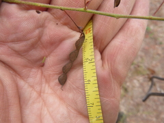Desmodium laevigatum