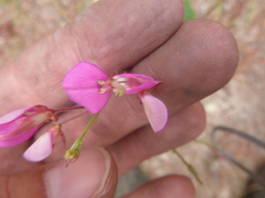 Desmodium laevigatum