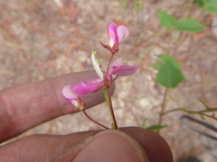 Desmodium laevigatum