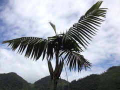 Chamaedorea tepejilote