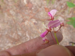 Desmodium laevigatum