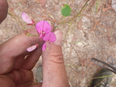 Desmodium laevigatum